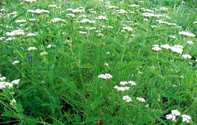 Myší ocas obecný (Achillea millefolium)
