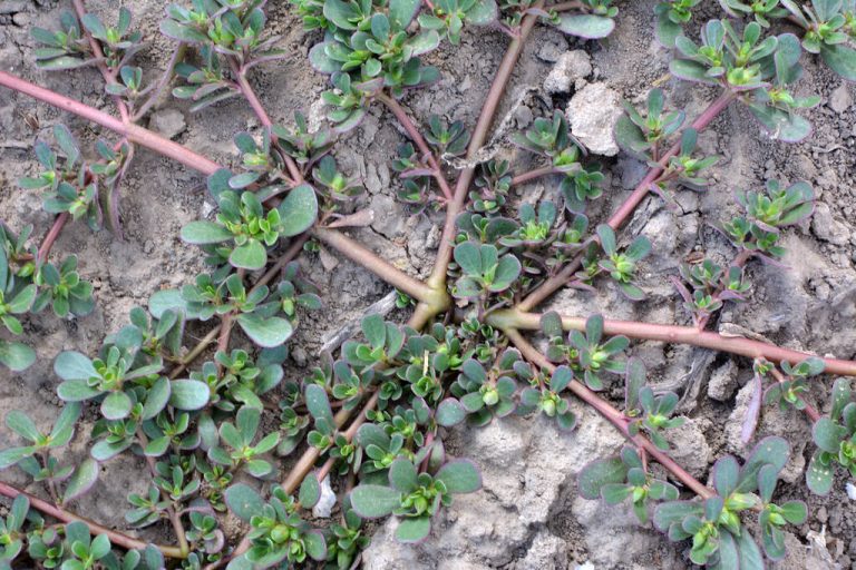 Portulaka zeleninová setá (Portulaca oleracea)