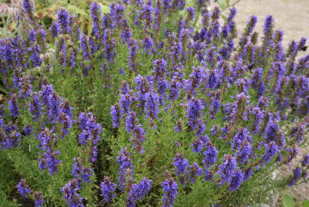 Yzop lekársky (Hyssopus officinalis)