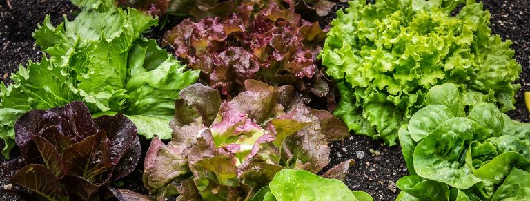 římský, ledový a hlávkový salát